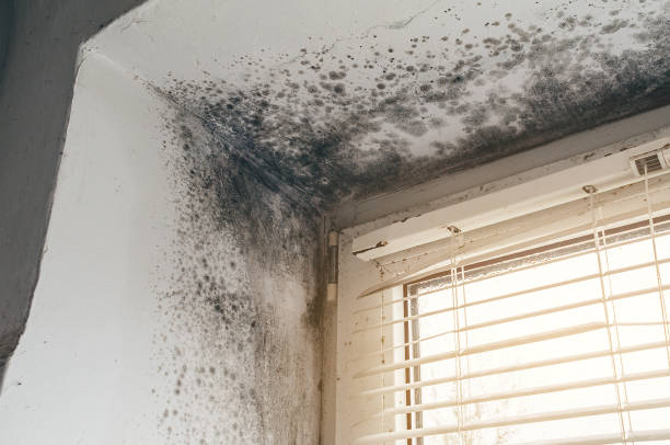 Affordable Attic Mold Remediation solutions in Jefferson, MD